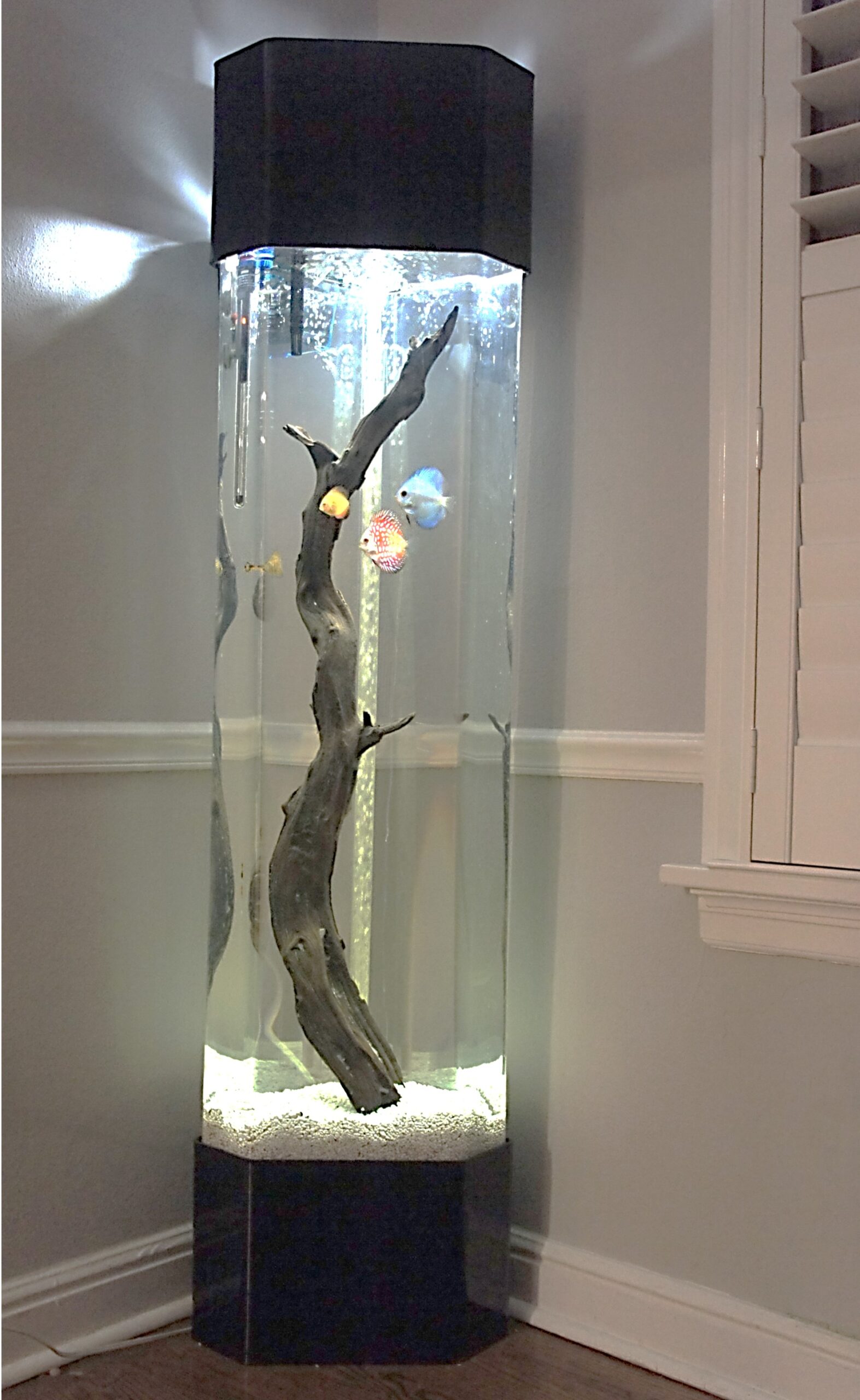 Corner fish tank with sleek built in stand
