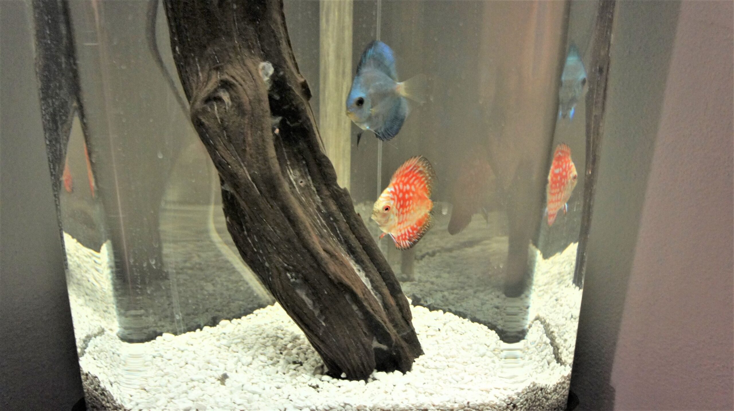 Discus fish with the best colors of blue and red